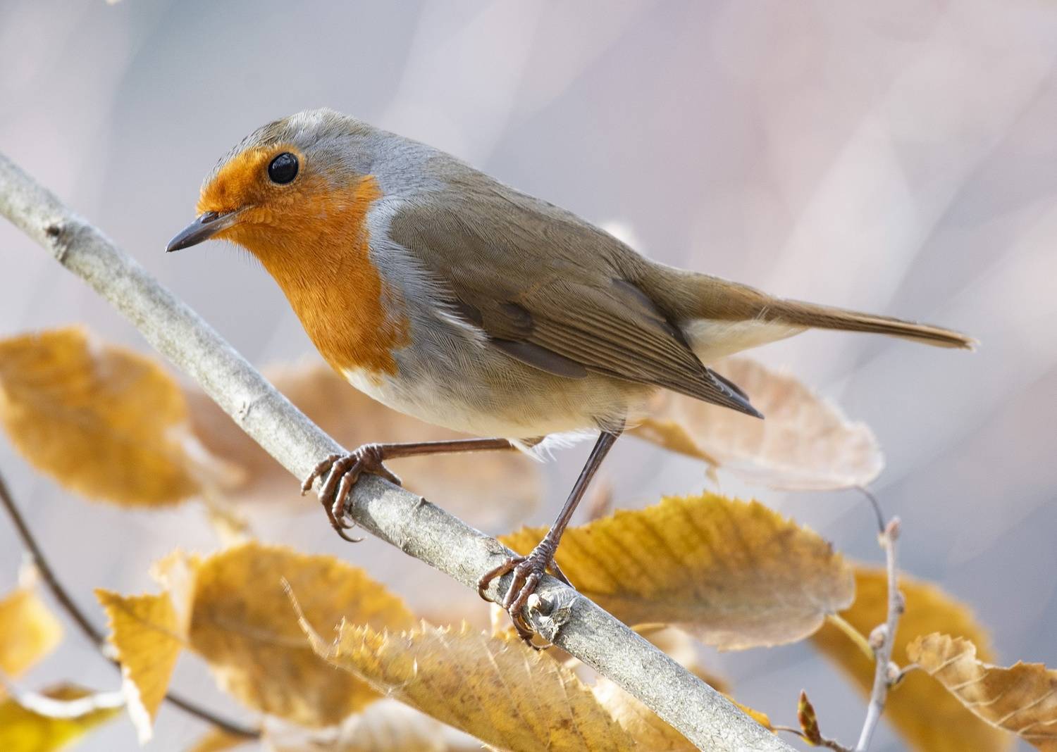 зарянка птица, Lena Gurdina