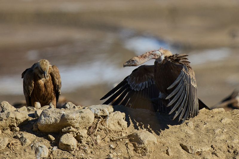 Давай обниму! фото превью