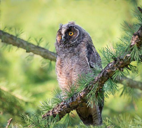 Слёток ушастой совы. (2 ФОТО)