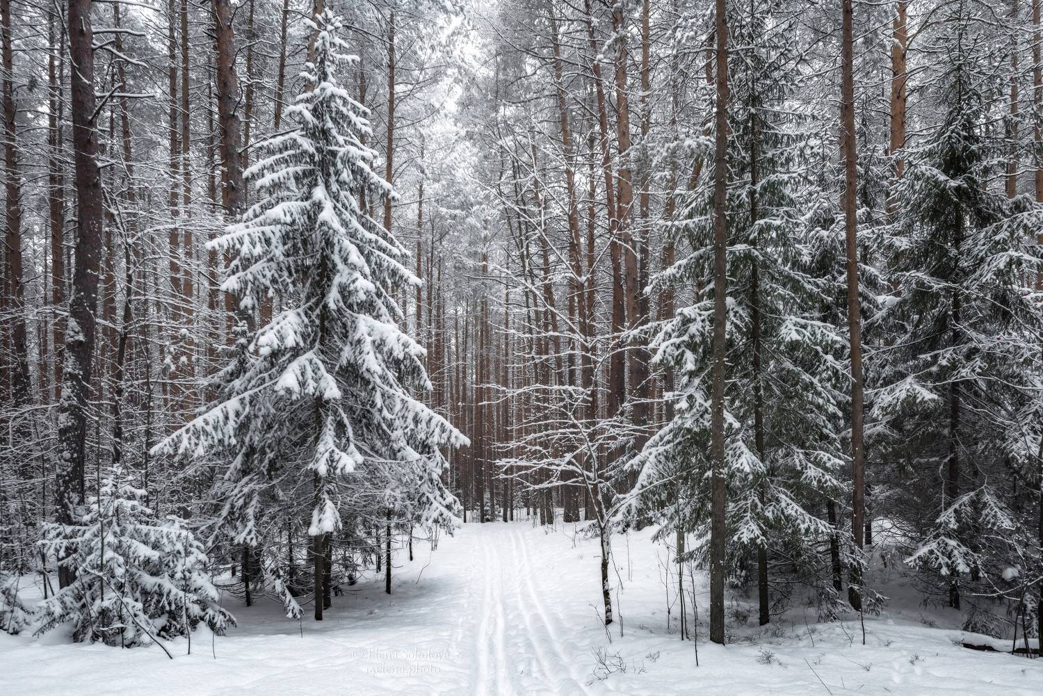 лес, зима, снег, Соколова Елена