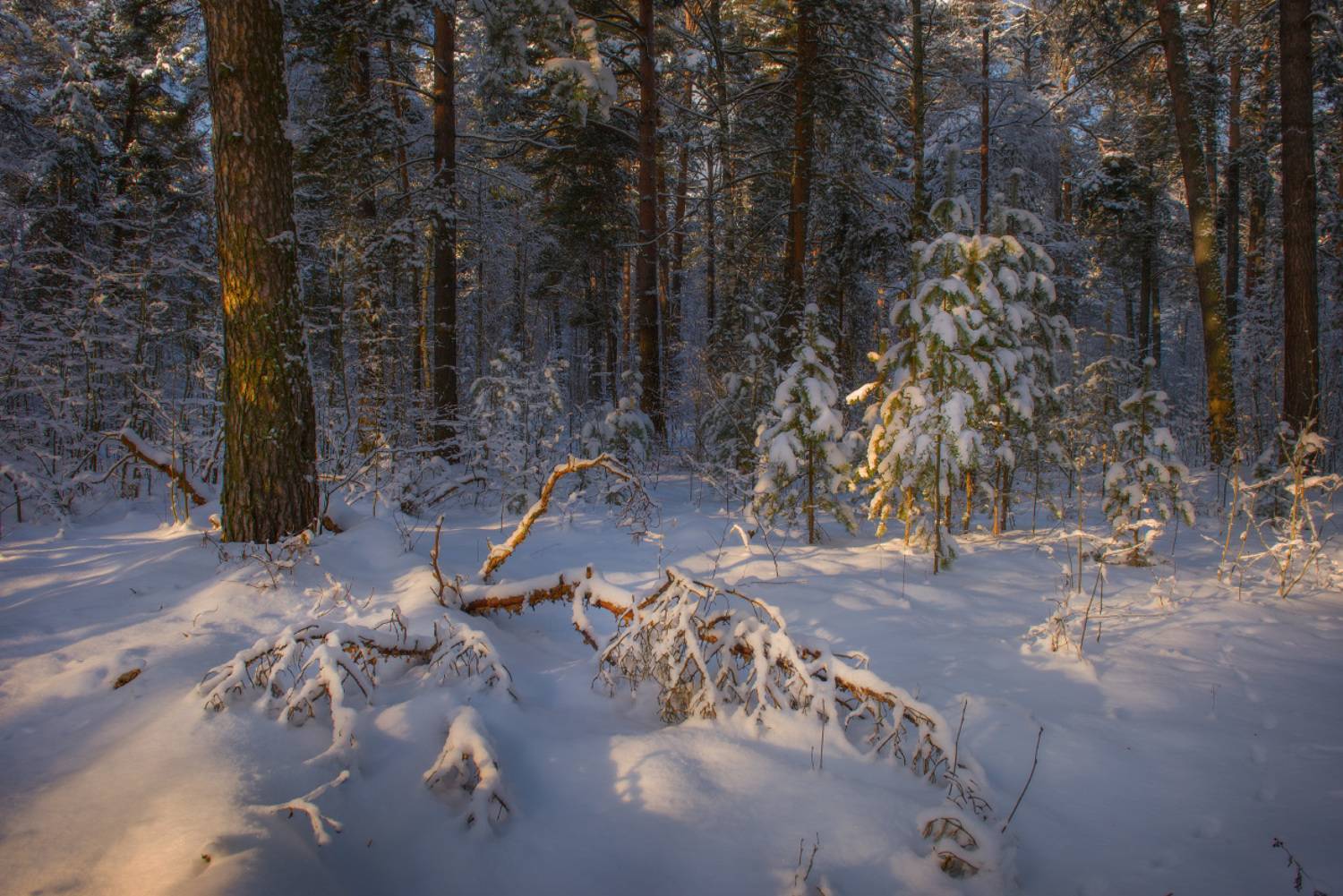 лес январь свет коряга серково, Алексеев Дмитрий