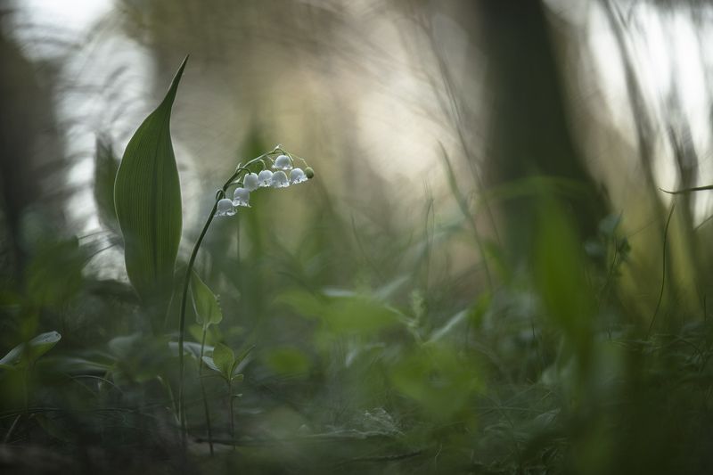 ландыши, весна, свет, лес, макро, природа, геннадий мещеряков, nikon d 850, Ландыш серебристый... фото превью
