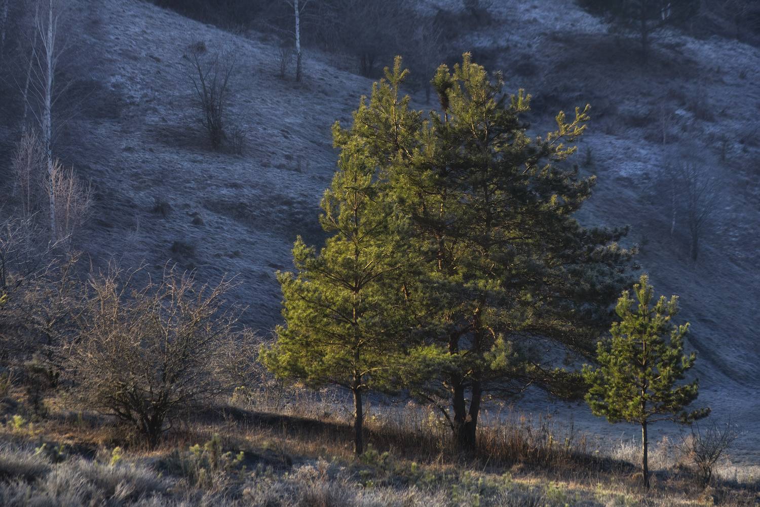 пейзаж, зима, природа, nature, Пронин Денис