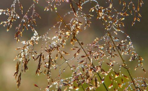 Хрустальные травинки