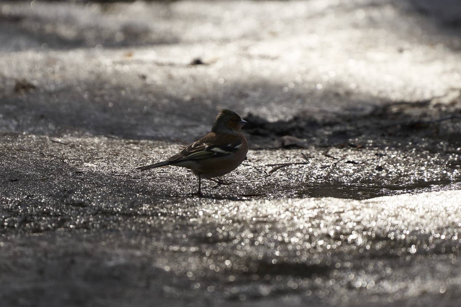 , Руфат Лажанский