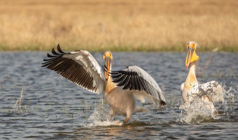 Мягкая посадка. фото превью