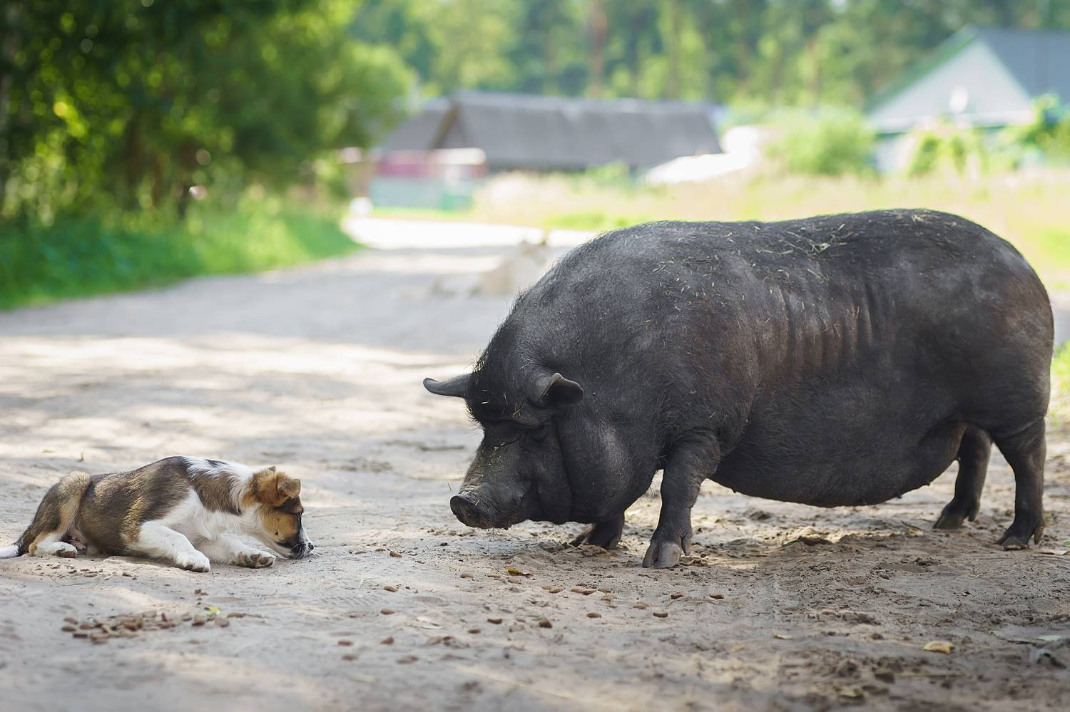, Корнеев Алексей