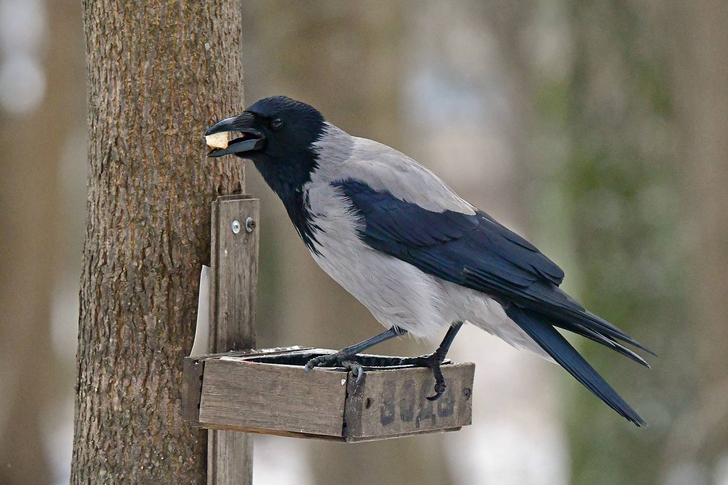 , Игорь Корнейчук