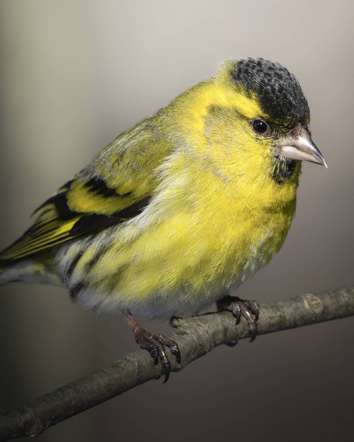 , Поляков Михаил