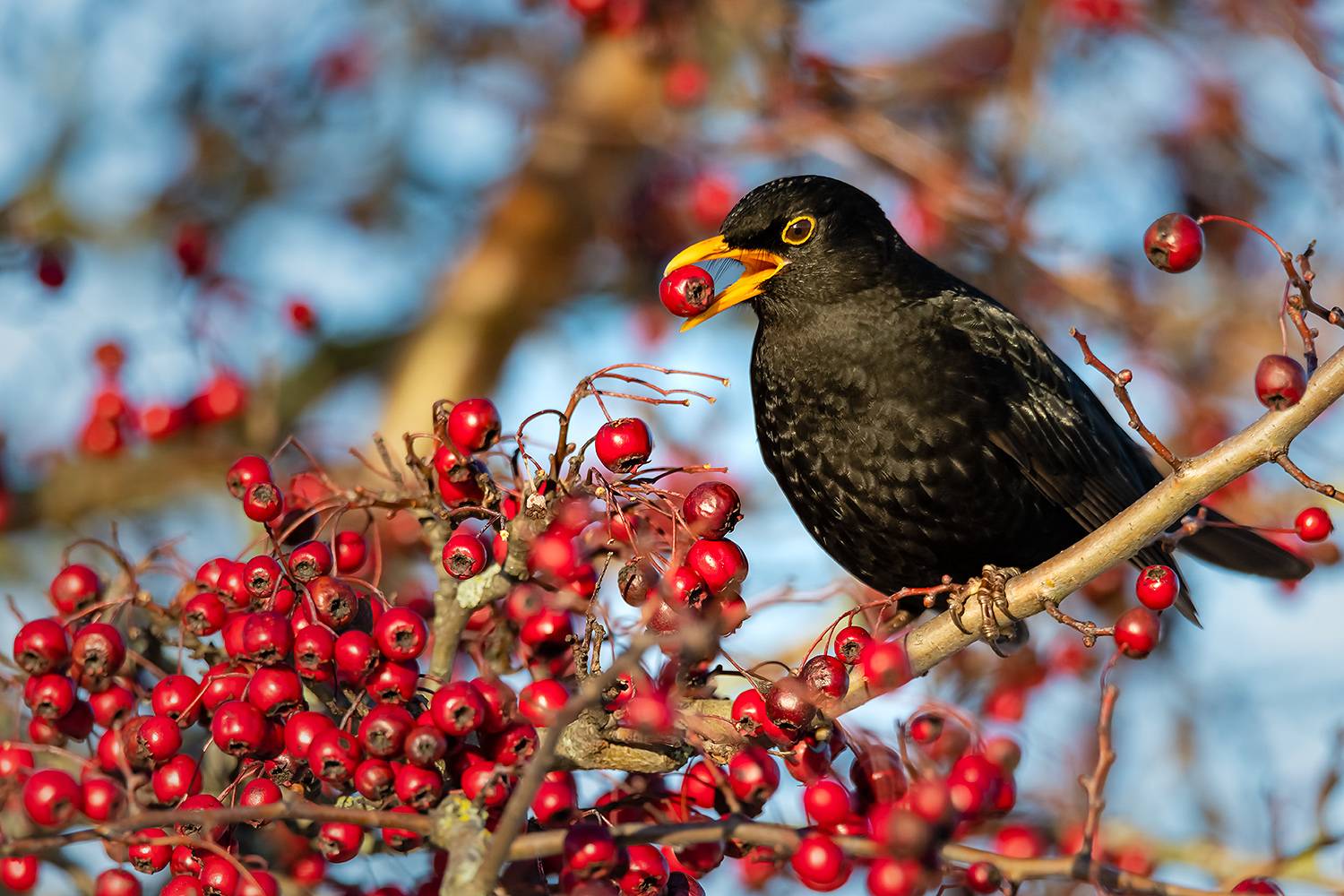 , Абросимов Александр