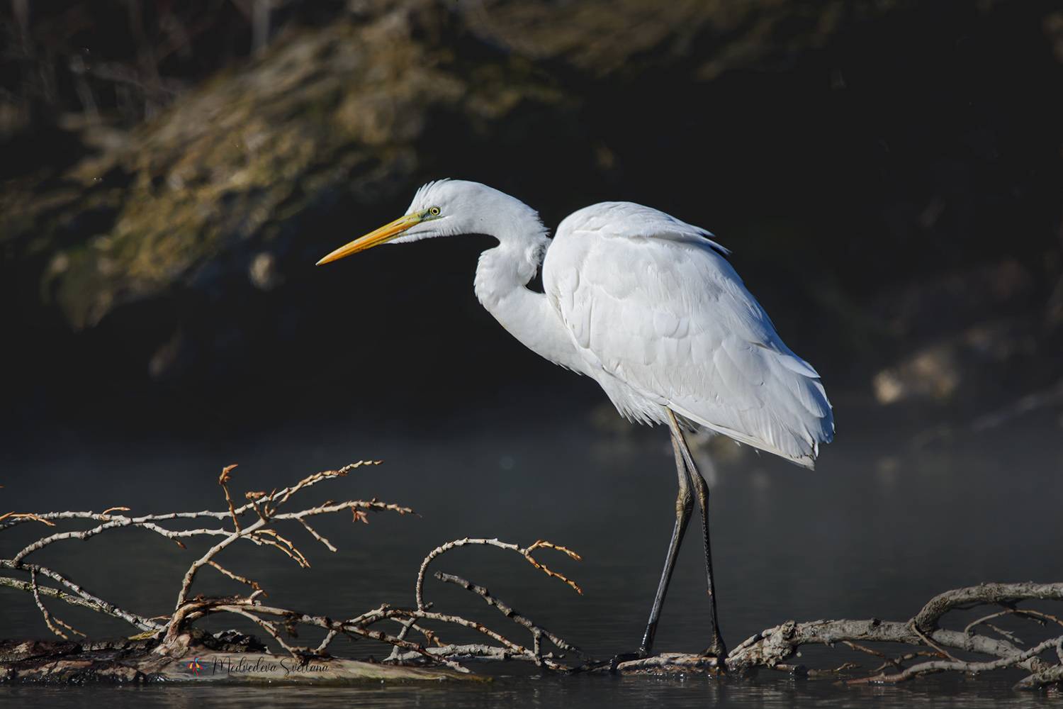 фотоохота, птица, цапля, большая белая цапля, Медведева Светлана