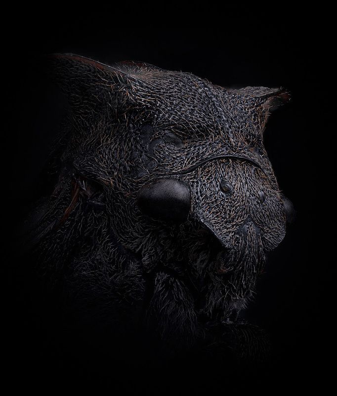 hemiptera, membracidae, centrotus cornutus, горбатка обыкновенная, paprastoji kuprotoji cikada Горбатка фото превью