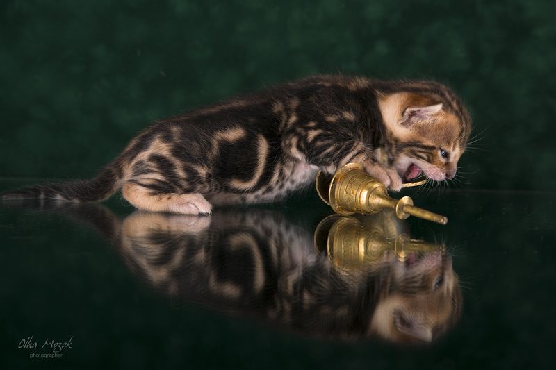 Bengal, Cat, Cats, Pets, Photo, Бенгальские, Кот, Котенок, Котята, Кошак, Кошка, Фото Бенгальские котята фото превью