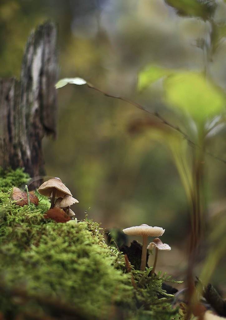 гриб,коричневые, одиночные, толстые,ножки, молодые,растение, макро, трава, мох, почва, зеленые, желтые, листья, ветки, осень,лес, пейзаж, природа,разноцветные,торфяно-болотные,иглы, продовольствия, семян,;, Виктор