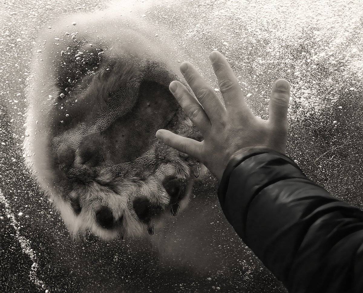 Аквариум, Белый медведь, Вода, Кисть руки, Лапа, Медведь, Полярный медведь, Пузыри, Рука, ALLA SOKOLOVA