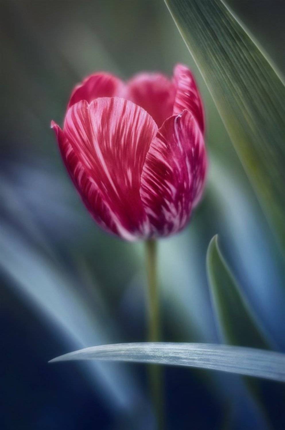 antrisolja,macro,nature,, Antri  Solja