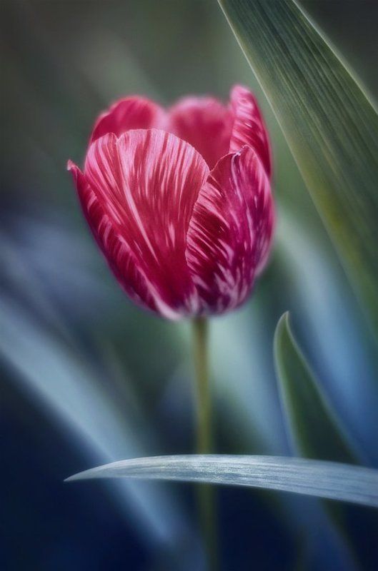 antrisolja,macro,nature,  фото превью