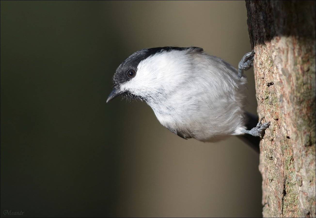 гаичка, Андрей Медведев