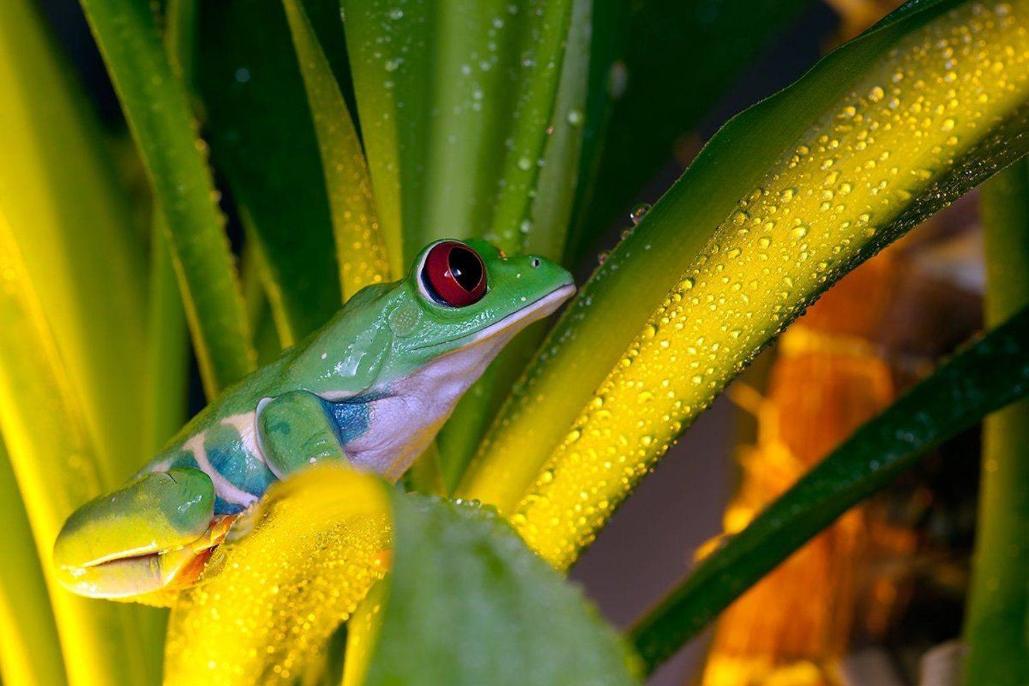 Agalychnis callidryas, Красноглазая древесная лягушка, Красноглазая квакша, Linas T