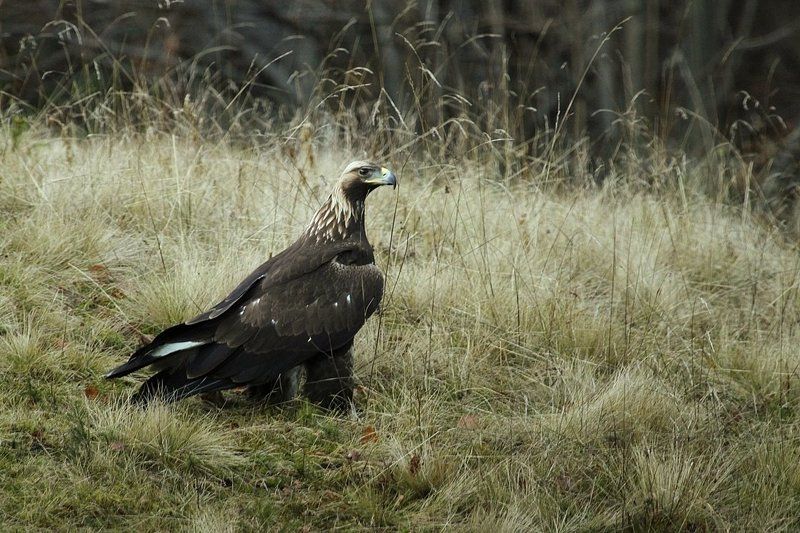 Aquila chrysaetos фото превью