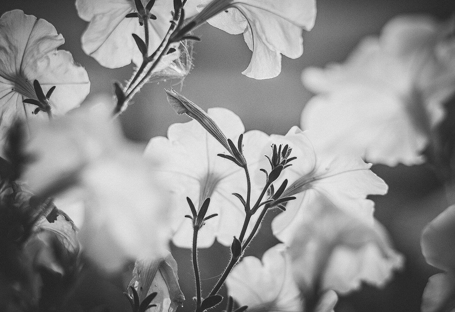 , Парбукова Анна