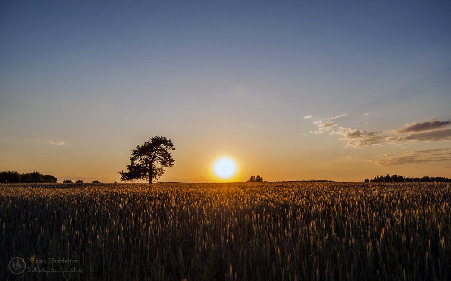 поле, закат, солнце, колоски, лето, вечер, уходящая пора, спокойствие, красота, тихий вечер ,спокойный вечер, Харланов Никита