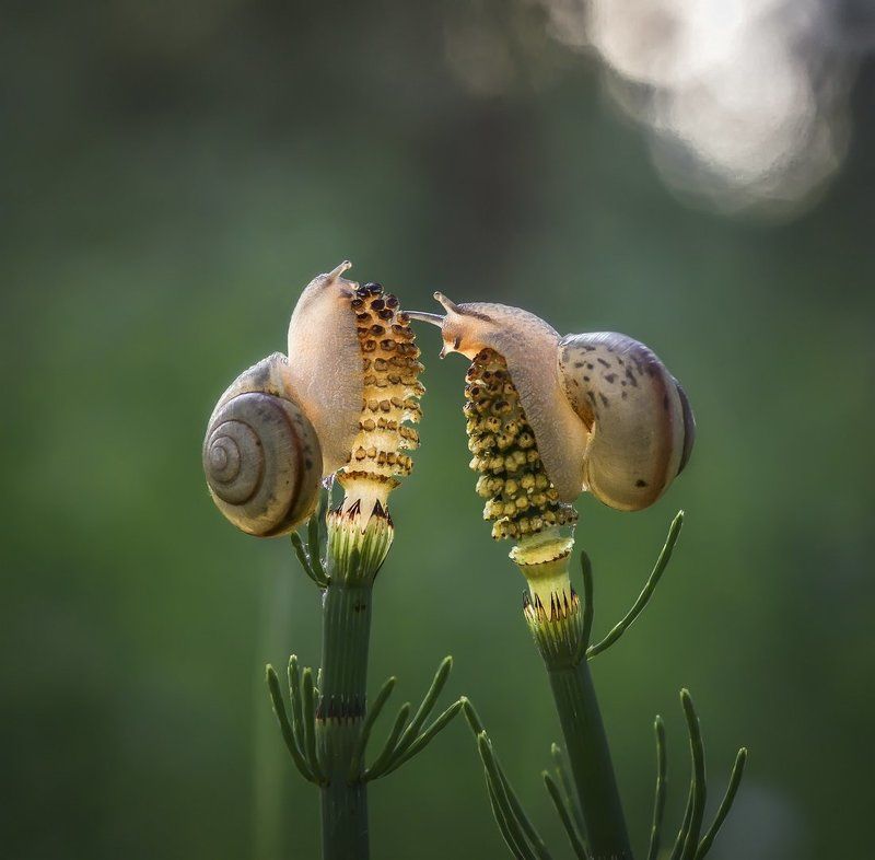 Потанцуем, мадам? Ну, давайте!! ! Почему вы так стеснительны? фото превью