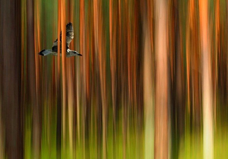 **** фото превью