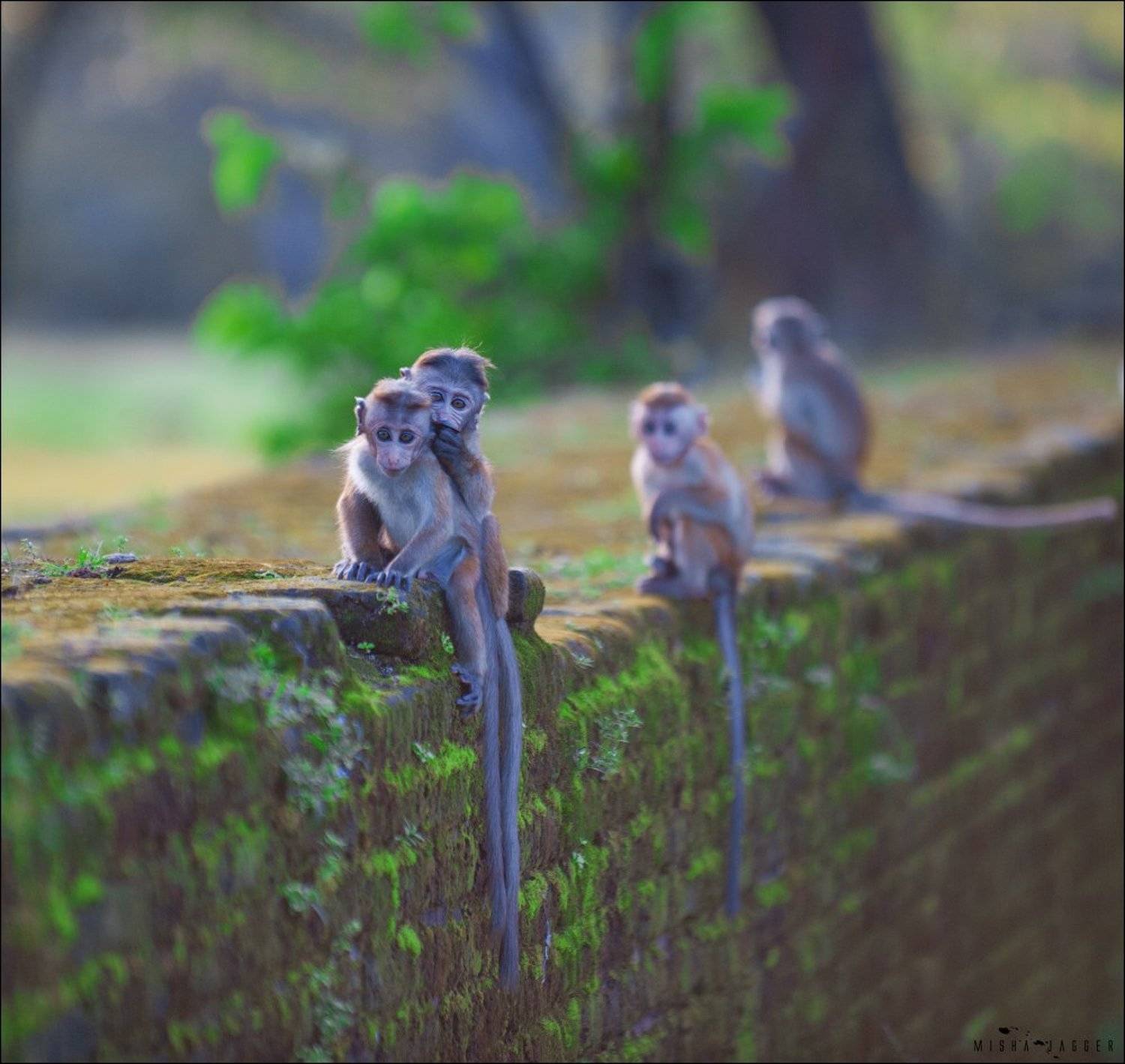 Мартышки, Обезьяны, Шри ланка, Jagger