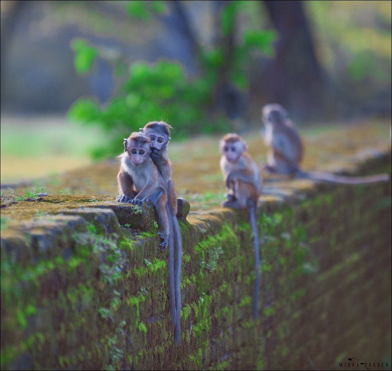 Мартышки, Обезьяны, Шри ланка Где-то на Шри Ланке фото превью