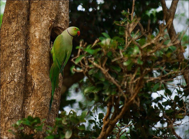 Попугай, Шри ланка Почти орел, только зеленый фото превью