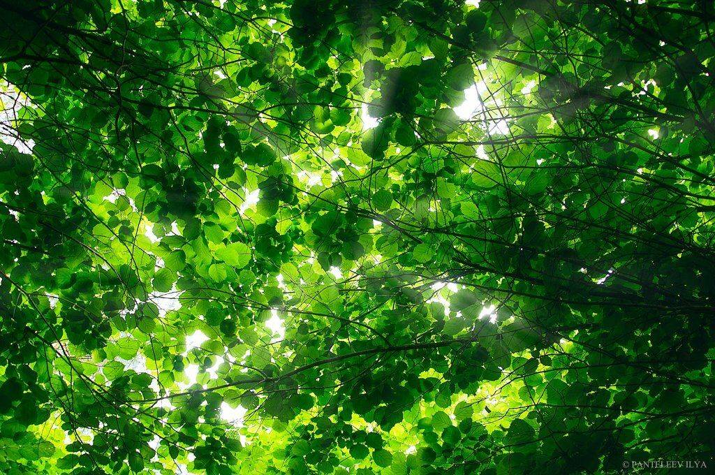 , Пантелеев Илья