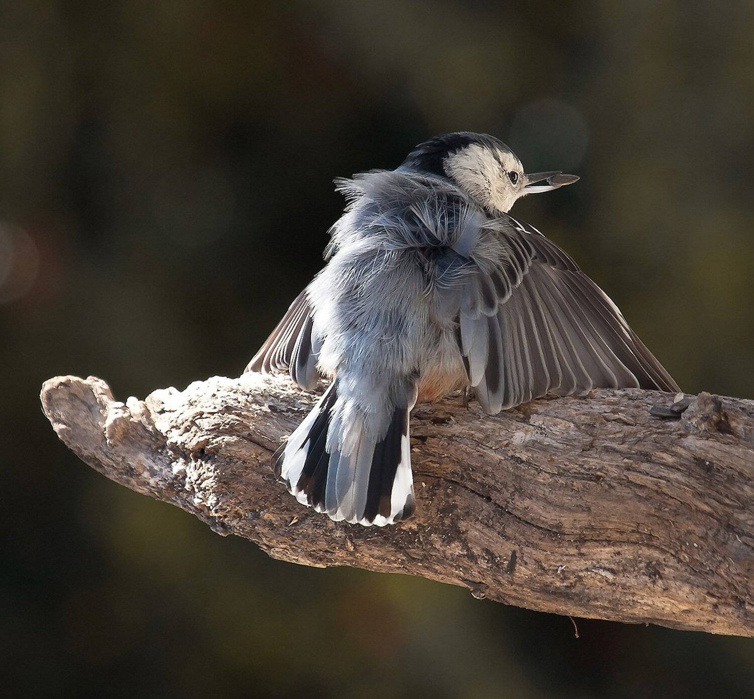 Животные, Пернатые, Поползень, Природа, Птицы, Фауна, Антонина