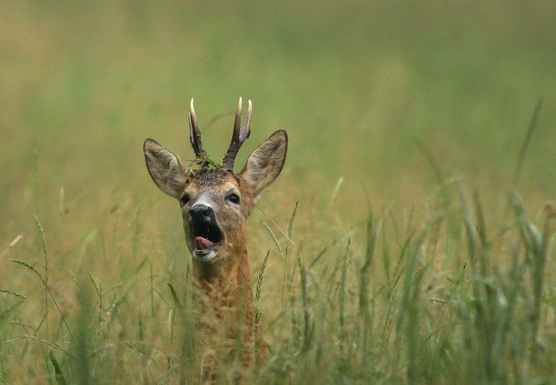 Capreolus Capreolus фото превью