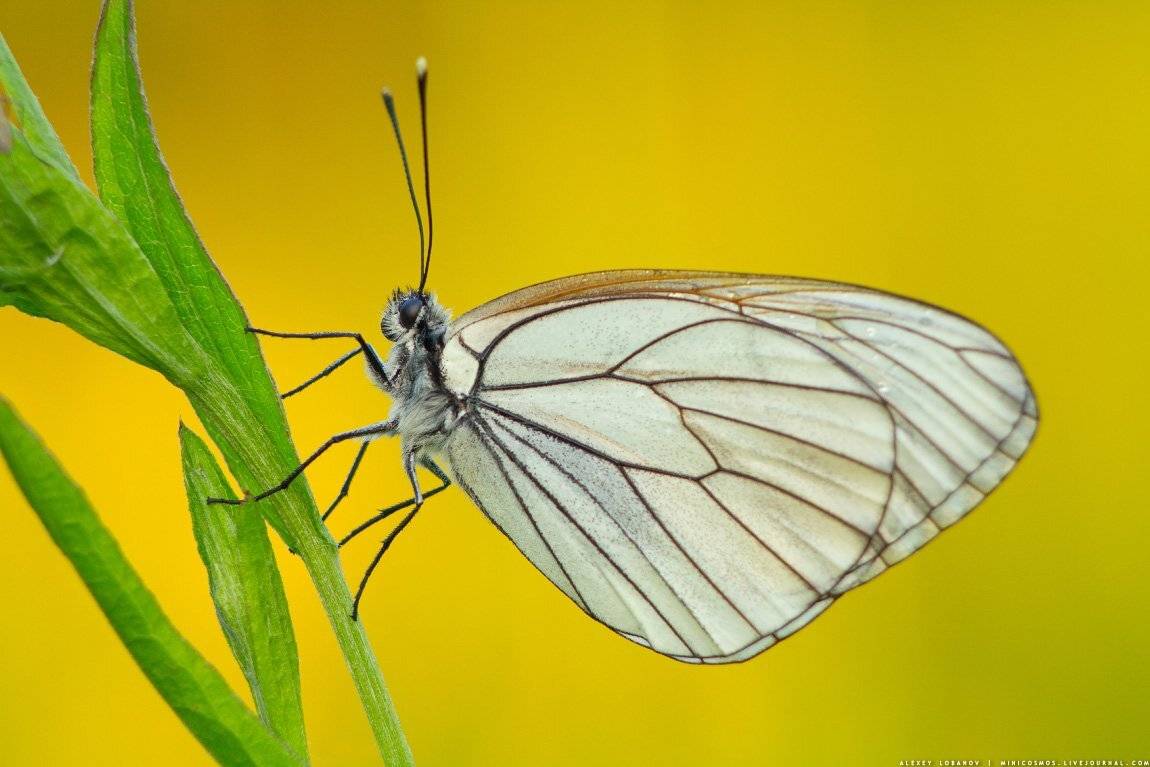 , Алексей Лобанов