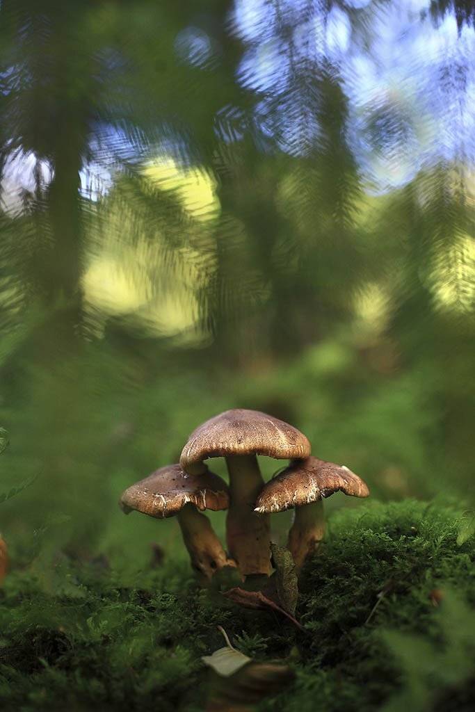 гриб,подберезовики,коричневый, одинарный, толстые,ноги, молодое,растение, макро, трава, мох, почвы, зеленые, желтые, листья, ветки, осень,лес, пейзаж, природа,разноцветные,торфяно-болотные,иглы, продукты питания, семена,, Виктор