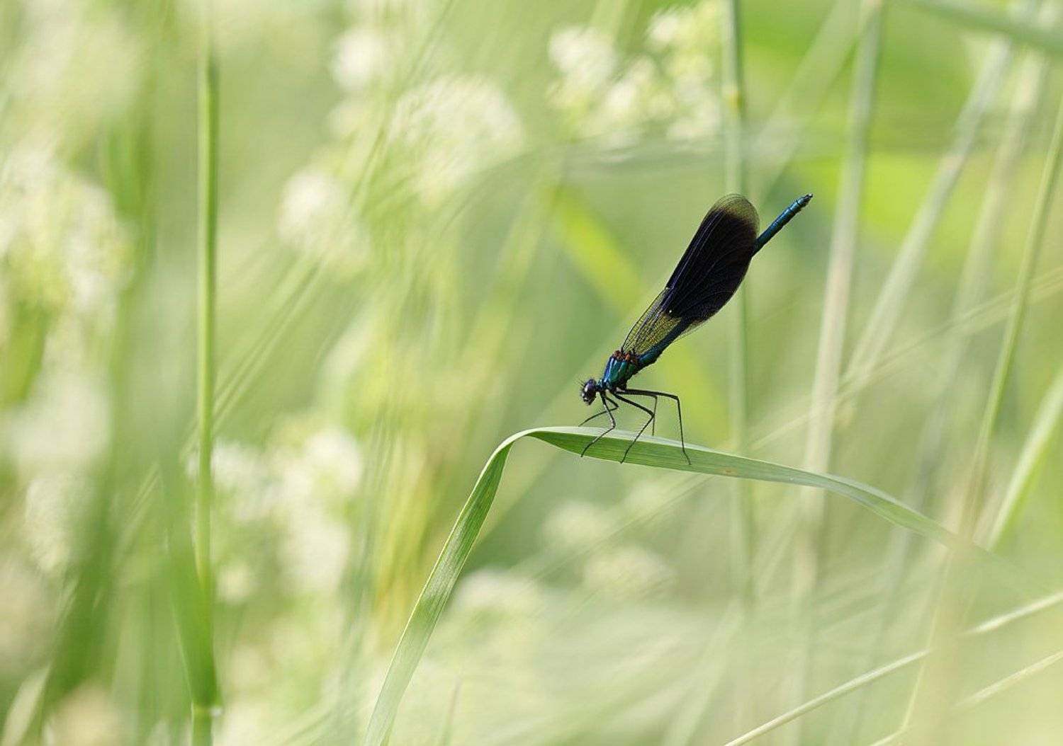 , Сергей Таланов