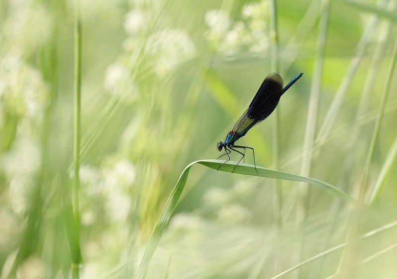 Летнее фото превью