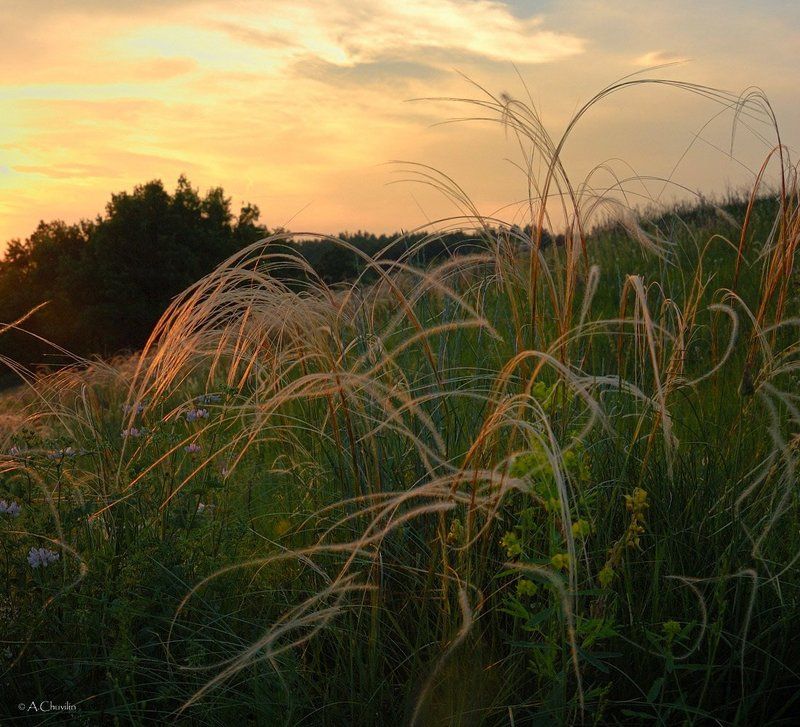 Берегдон, Ковыль Донской ковыль фото превью