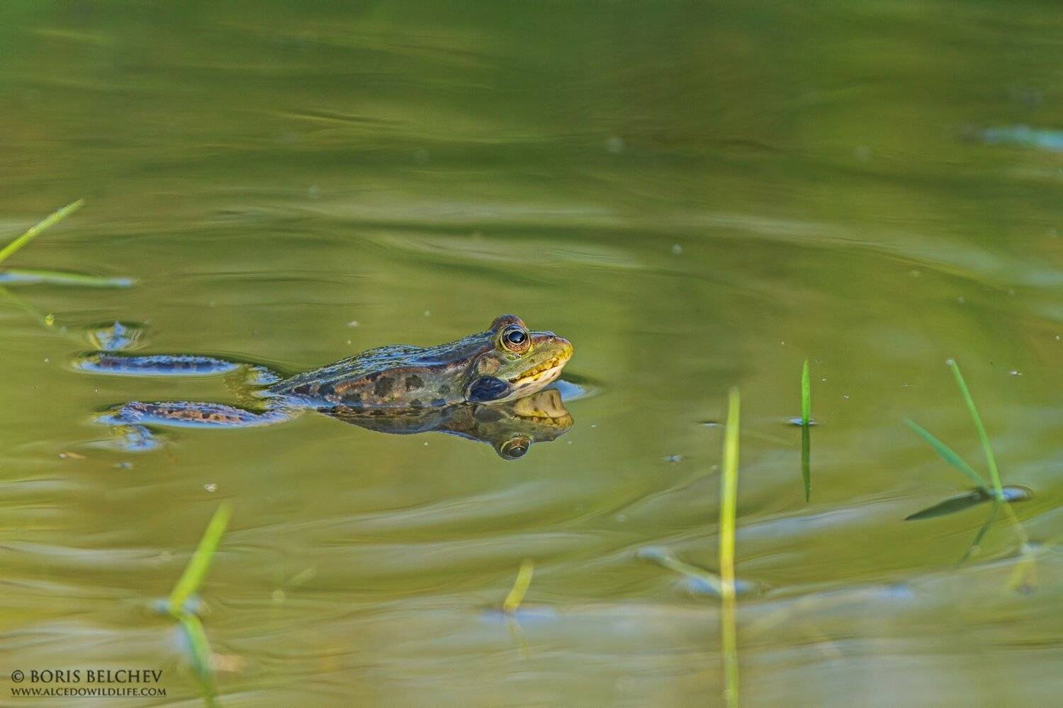 , Борис Белчев
