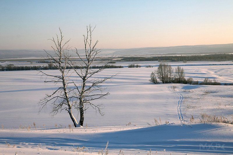 Последняя зима березки. фото превью