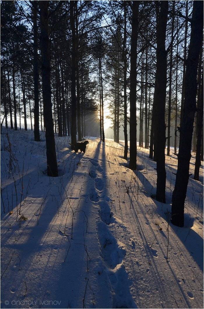 Зима сосновый лес, Прогулка, Собака, Тени, Анатолий Иванов