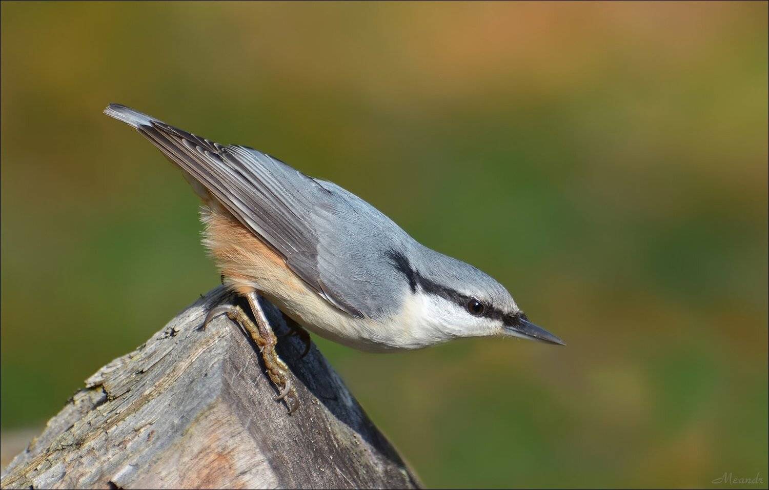 поползень, Андрей Медведев