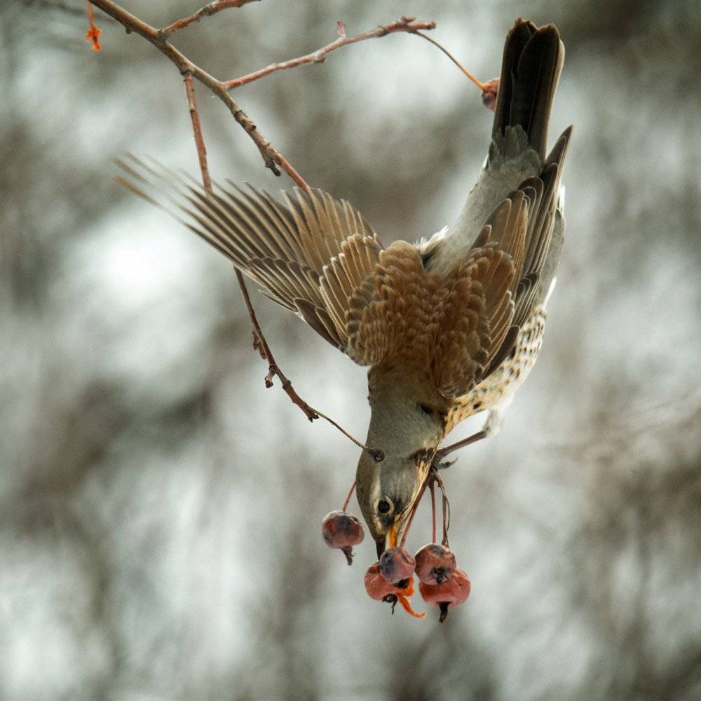 Дрозд рябинник, Валерий Субачев