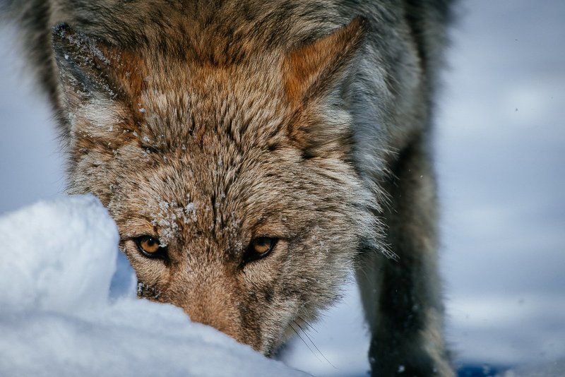 *** фото превью