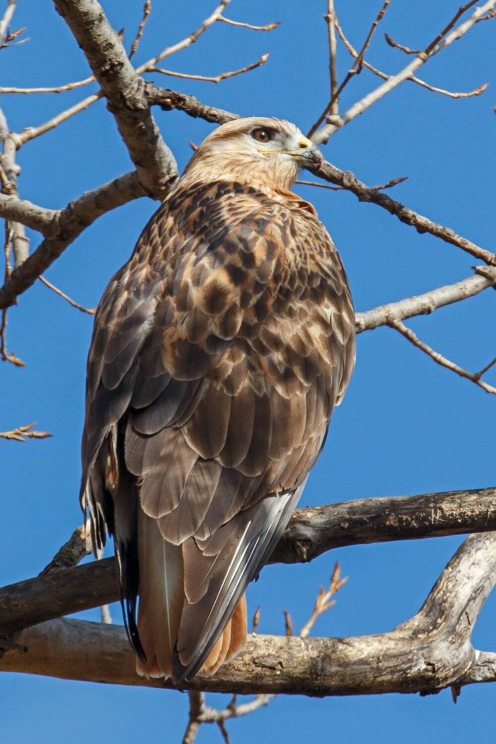 Канюк, Кчр, Фотоохота, Коркин Вадим