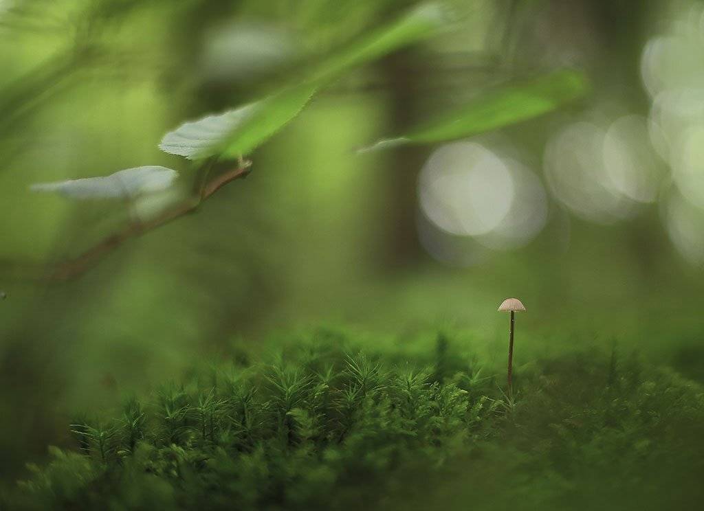 гриб,коричневые, одиночные, толстые,ножки, молодые,растение, макро, трава, мох, почва, зеленые, желтые, листья, ветки, осень,лес, пейзаж, природа,разноцветные,торфяно-болотные,иглы, продовольствия, семян,;, Виктор