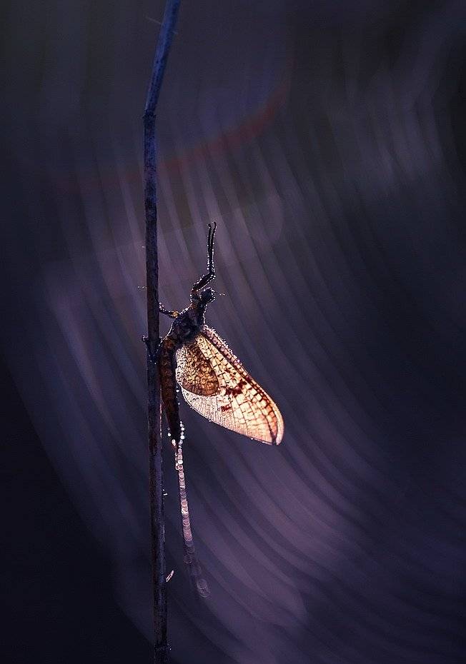 , Вячеслав Мищенко