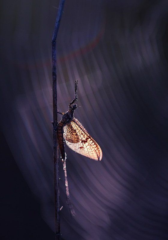 Музыкант фото превью