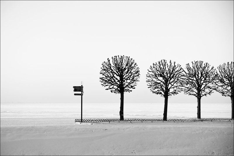 Графика, Деревья, Зима, Петергоф, Чёрно-белое В едином строю фото превью